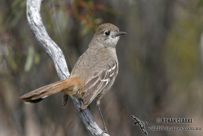 Southern Scrub-robin