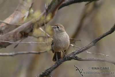 Southern Scrub-robin 0258.jpg