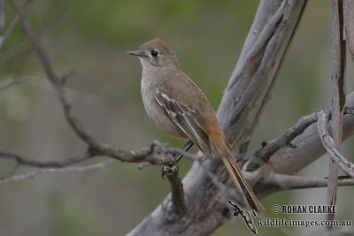 Southern Scrub-robin 0817.jpg