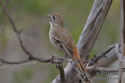 Southern Scrub-robin 0820.jpg