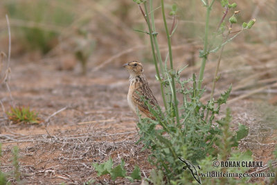 Horsfield's Bushlark 2063.jpg