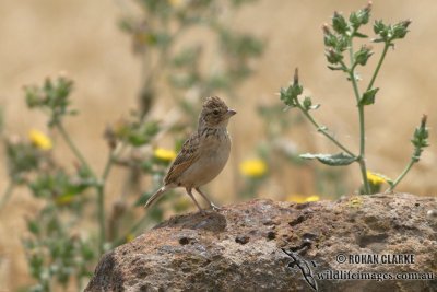 Horsfield's Bushlark 2068.jpg