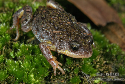 Pseudophryne semimarmorata 4328.jpg