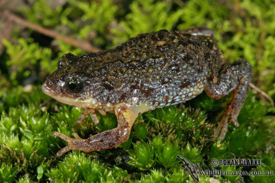 Pseudophryne semimarmorata 4333.jpg