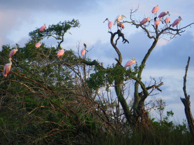 Roseate Spoonbill Family in August