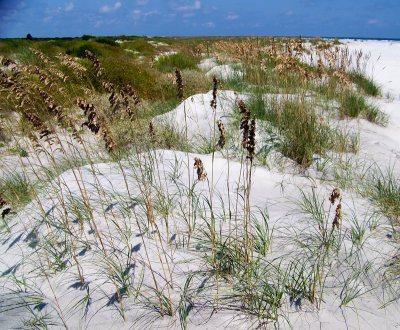 Talbot Island Beach Front Dunes