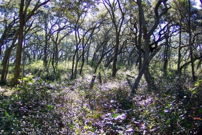 Talbot  Island Woodlands adjacent to the Beach Front