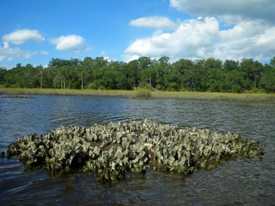 Common Oyster Mound