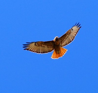 Red-tailed Hawk #1