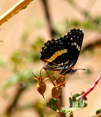 Bordered Patch