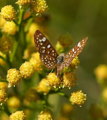 Palmers Metalmark