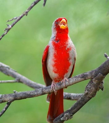 Pyrrhuloxia #2