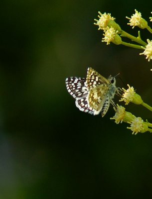 Common Checkered- Skipper