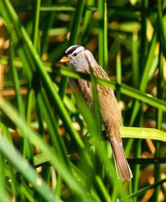 White-Crowned Sparrow