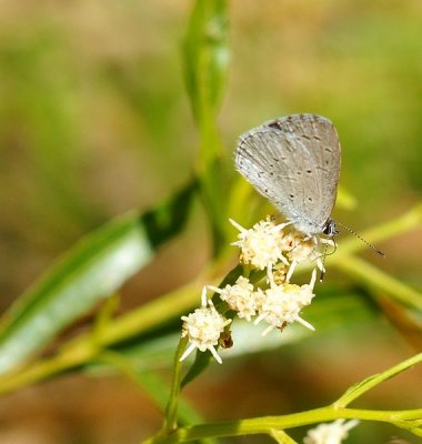 Spring Azure