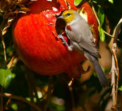 Verdin- Little Thief