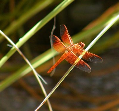 Red Skimmer #2