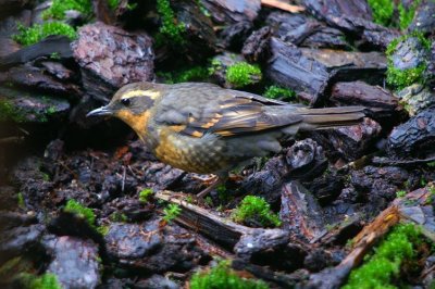 Varied Thrush