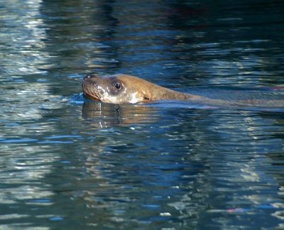 Steller Sea Lion #2