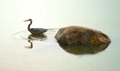 Blue Heron #2