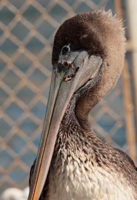 Wounded Brown Pelican