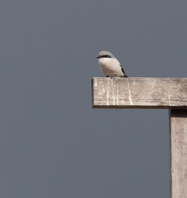 Logger Headed Shrike