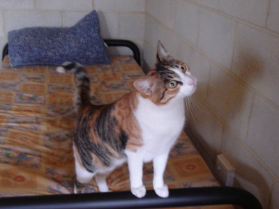 Whingie helping me clean the guest rooms! (2).JPG