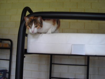 Whingie helping me clean the guest rooms!.JPG