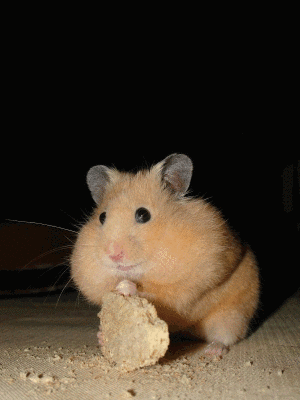 H.gif