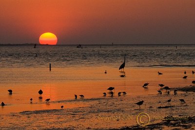 Honeymoon Island Shorebirds