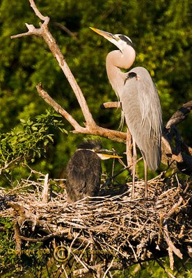 Great Blue Heron With Chick