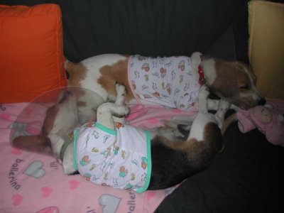 Ziggy & Geisha Resting