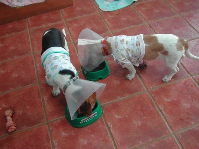 Ziggy & Geisha eating with Dog Cones