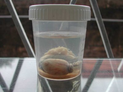 Ziggy's Testicles Preserved in Formaldehyde