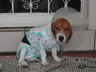 Ziggy in Baby Clothes