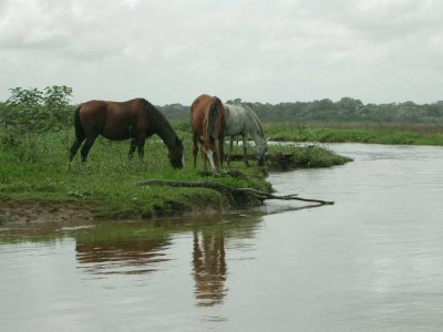 Horses Grazing