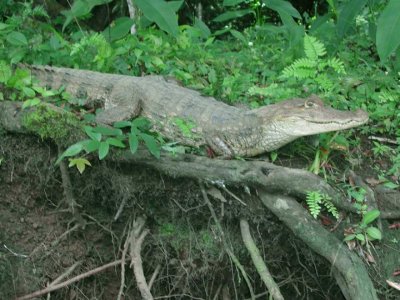 Caiman on River Bank