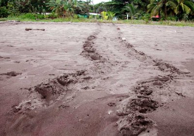 Green Turtle Tracks I