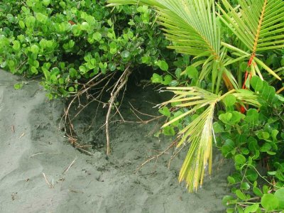 Green Turtle Tracks IV