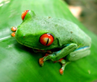 Tortuguero