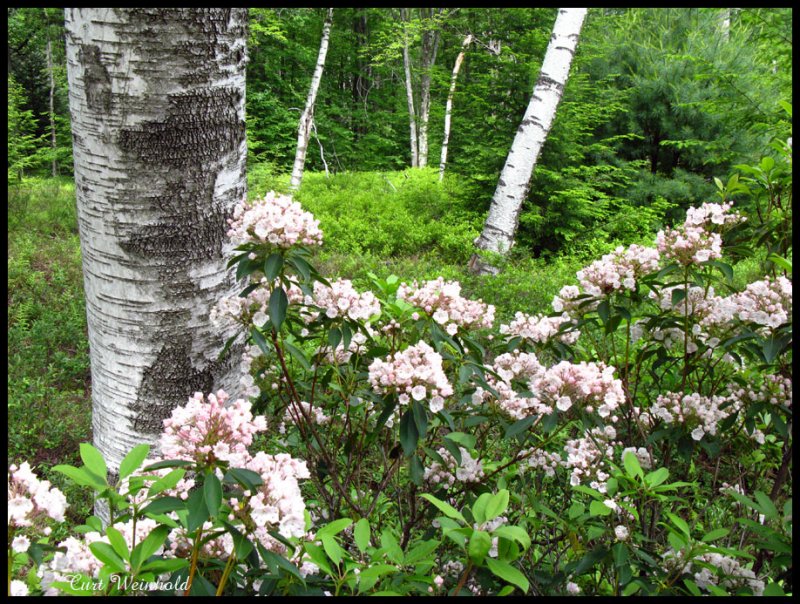 Mt Laurel & White Birch