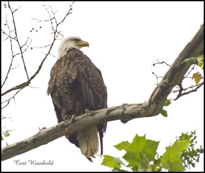 Bald Eagle  on Sycamore