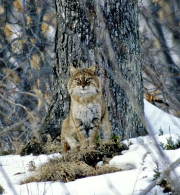 Bobcat