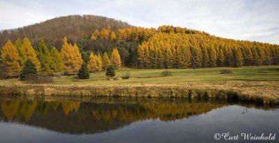 Larch reflections