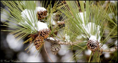 Pine Cones