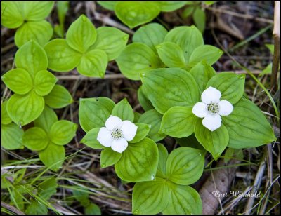 Bunchberry