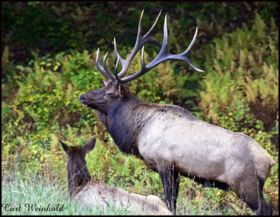 Bull Elk and Cow