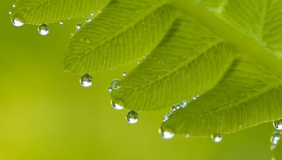 DewSpheres on Fern Frond