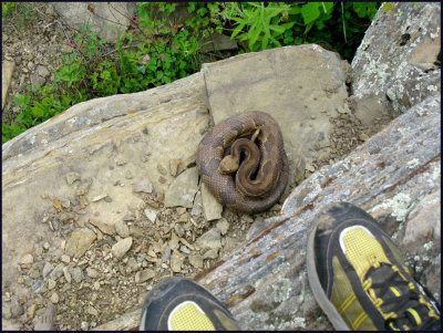 Rattlesnake  four feet below my feet.