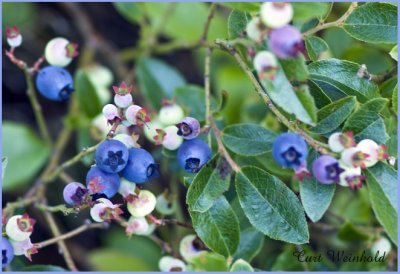 Blueberries Galore
